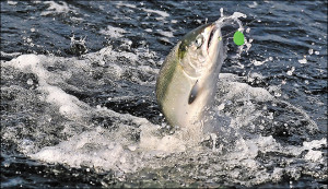 Southern Oregon Salmon